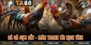 Đá Gà Cựa Sắt - Theo Dõi Màn Tranh Tài Đầy Kịch Tính